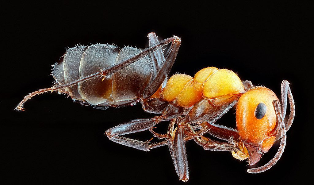 Ant Control service in Bristol, CT