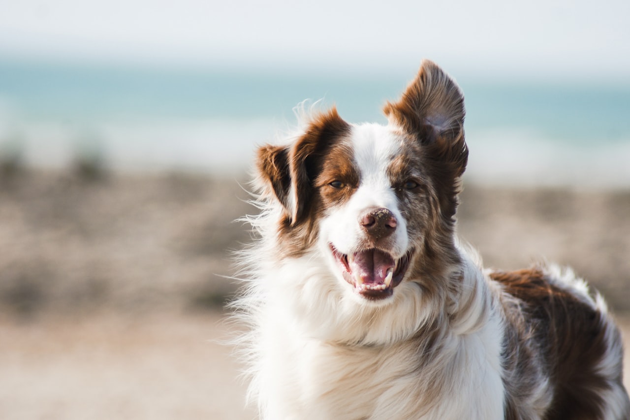 Flea & Tick Control service in Bristol, CT