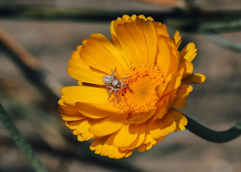 Spider Control service in Bristol, CT